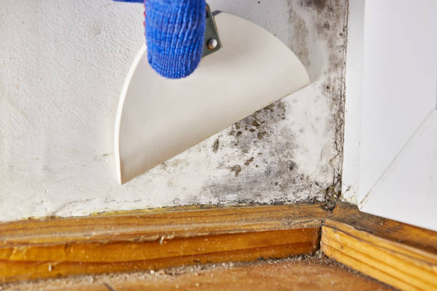Best Indoor Air Quality Assessment  in Cypress Gardens, FL
